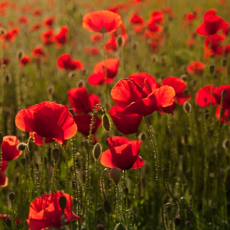 Red poppies in a field.